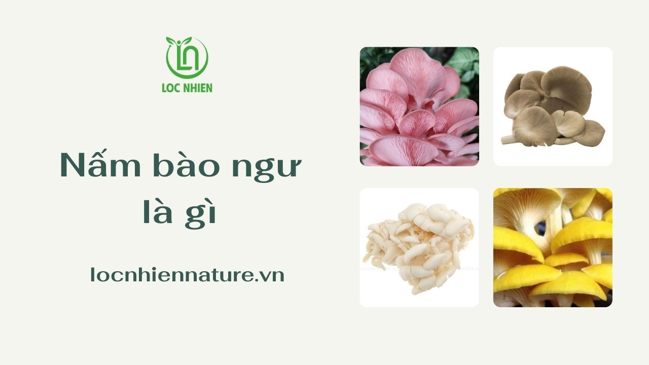 Nấm bào ngư là gì
