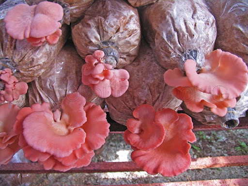 Nấm bào ngư hồng