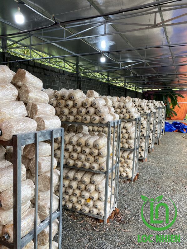 Cách trồng nấm tại nhà