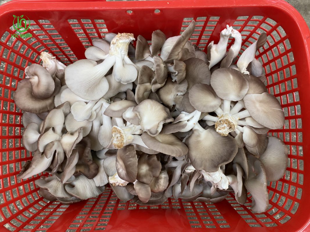 Cách trồng nấm hiệu quả tại nhà