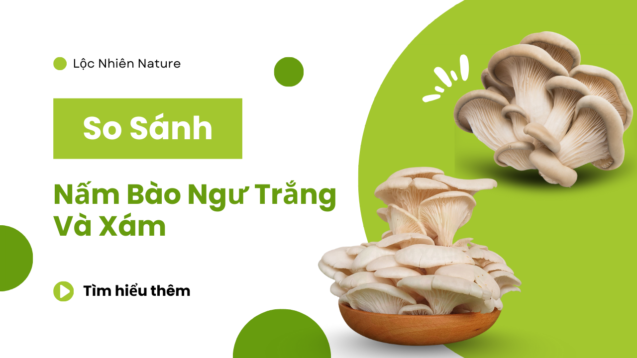So sánh nấm bào ngư trắng và xám